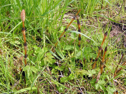 Травник рассказал о пользе полевого хвоща