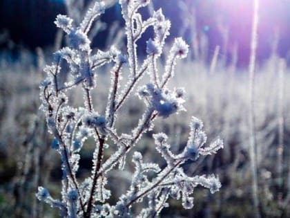 Погода 15 января в Новой Усмани будет пасмурной и снежной