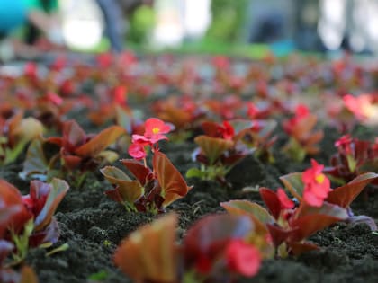 В Воронеже в этом году появится более двухсот цветников