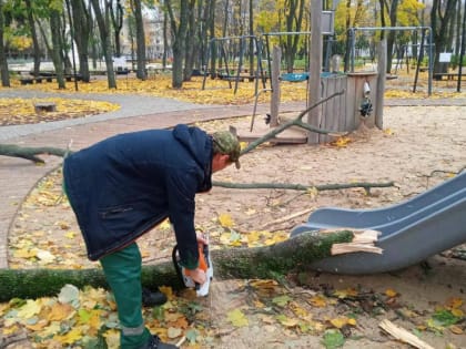 Семь деревьев рухнули в парках и скверах в Воронеже из-за сильнейшего ветра