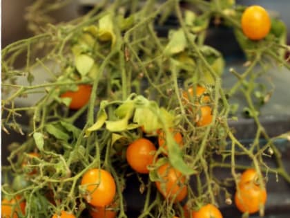 Новый тепличный комплекс за 21.6 млрд рублей появится в Воронежской области в 2025 году