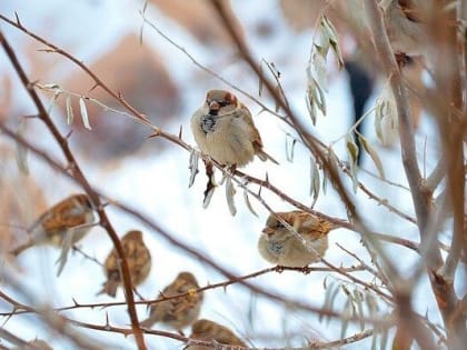Погода 1 марта в Новой Усмани будет дождливой и снежной утром и днем, малооблачной вечером