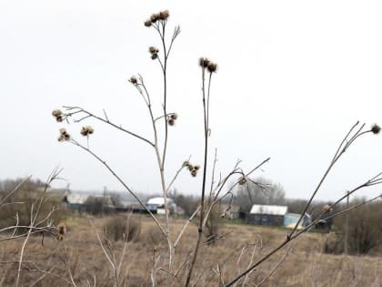 Январь 2025 года в Воронеже стал самым теплым за последние 18 лет