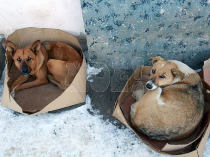 Власти обещают «максимально активизировать» отлов бездомных животных в Воронеже