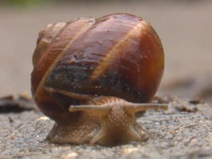 Итоги-2022. Начало СВО, атака виноградных улиток в Воронеже и спасение уникальной сосны