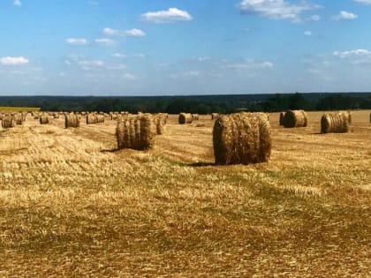 Когда в Воронеже спадет сильная жара, рассказали синоптики