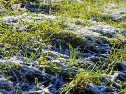 Воронежские аграрии потеряли из-за погоды четверть озимых