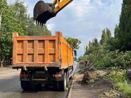 Более 300 деревьев высадят на площадке бывшей ярмарки на 60-й Армии в Воронеже