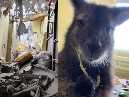 Ручная кенгуру Беннетта погибла в Белгородском зоопарке при обстреле