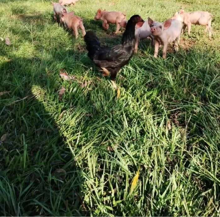 Niños alimentando animales
