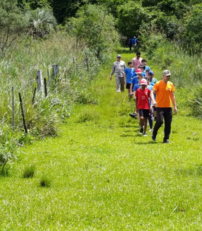 Sendero entre helechos