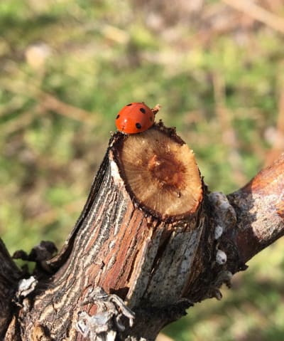Faune photographiée dans nos vignes