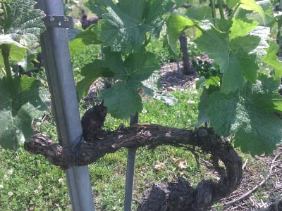 Faune photographiée dans nos vignes