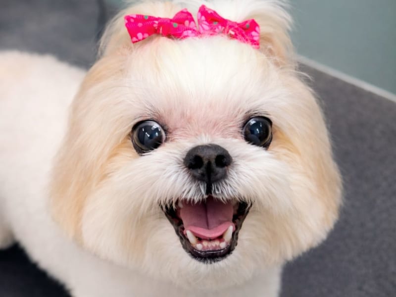 Oatmeal and hypoallergenic spa treatment for dogs at Happy Pups Pet Salon