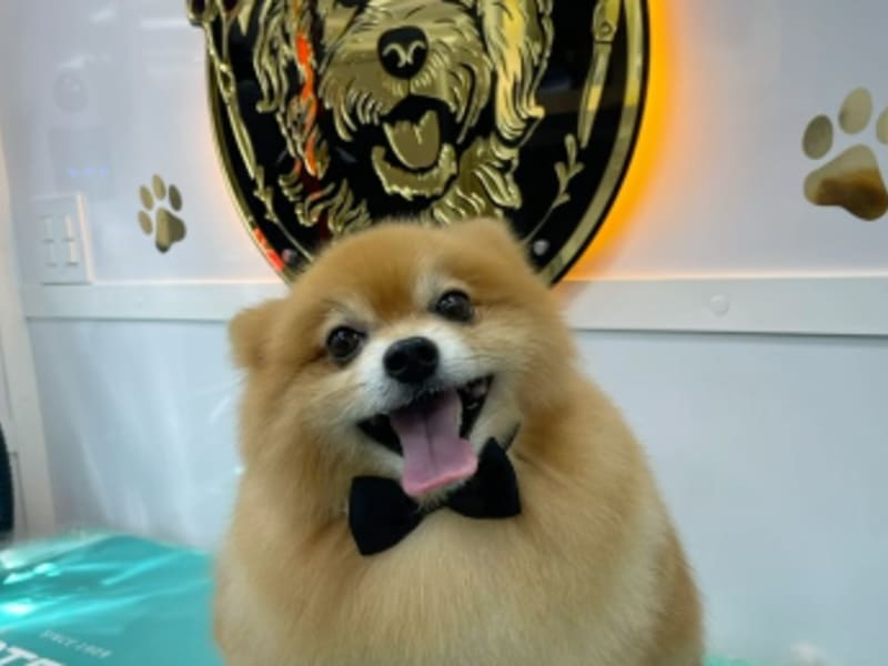Full grooming service for a small dog at Happy Pups Pet Salon in Aventura, FL