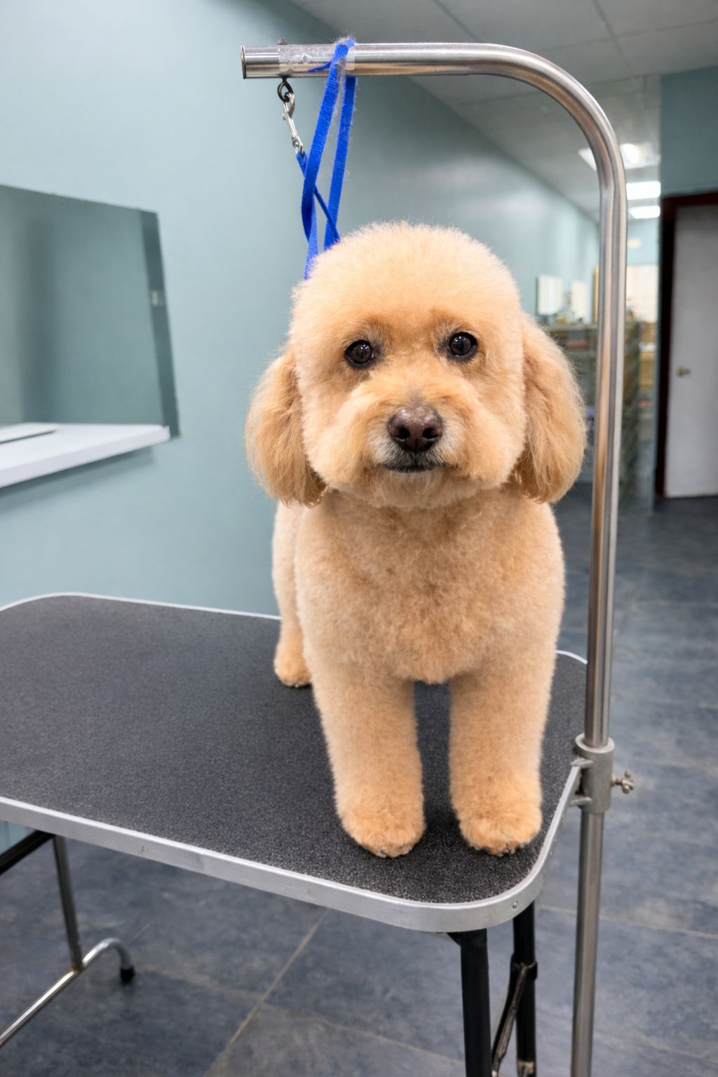 Dog grooming session at Happy Pups