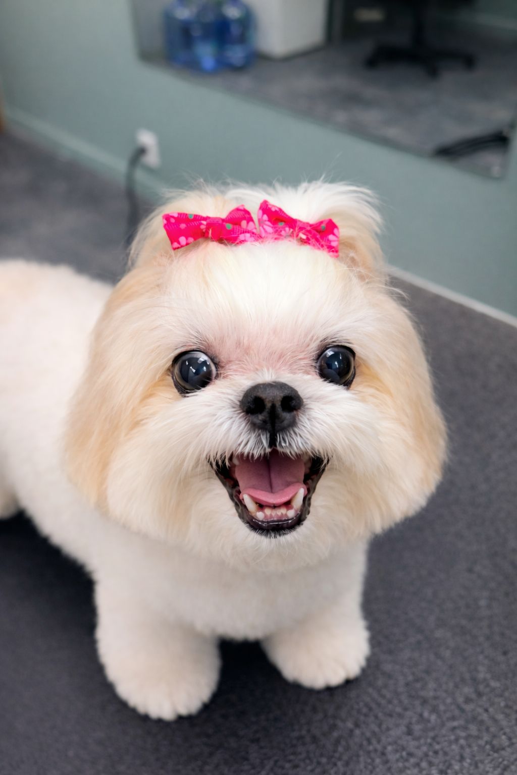 Freshly groomed happy pup
