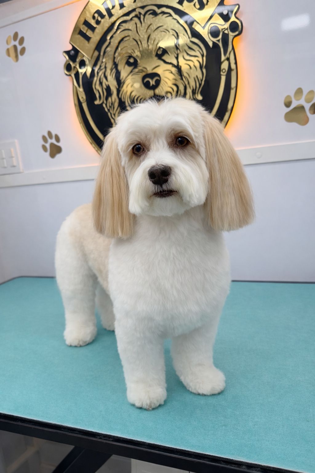 Fluffy pup after professional grooming