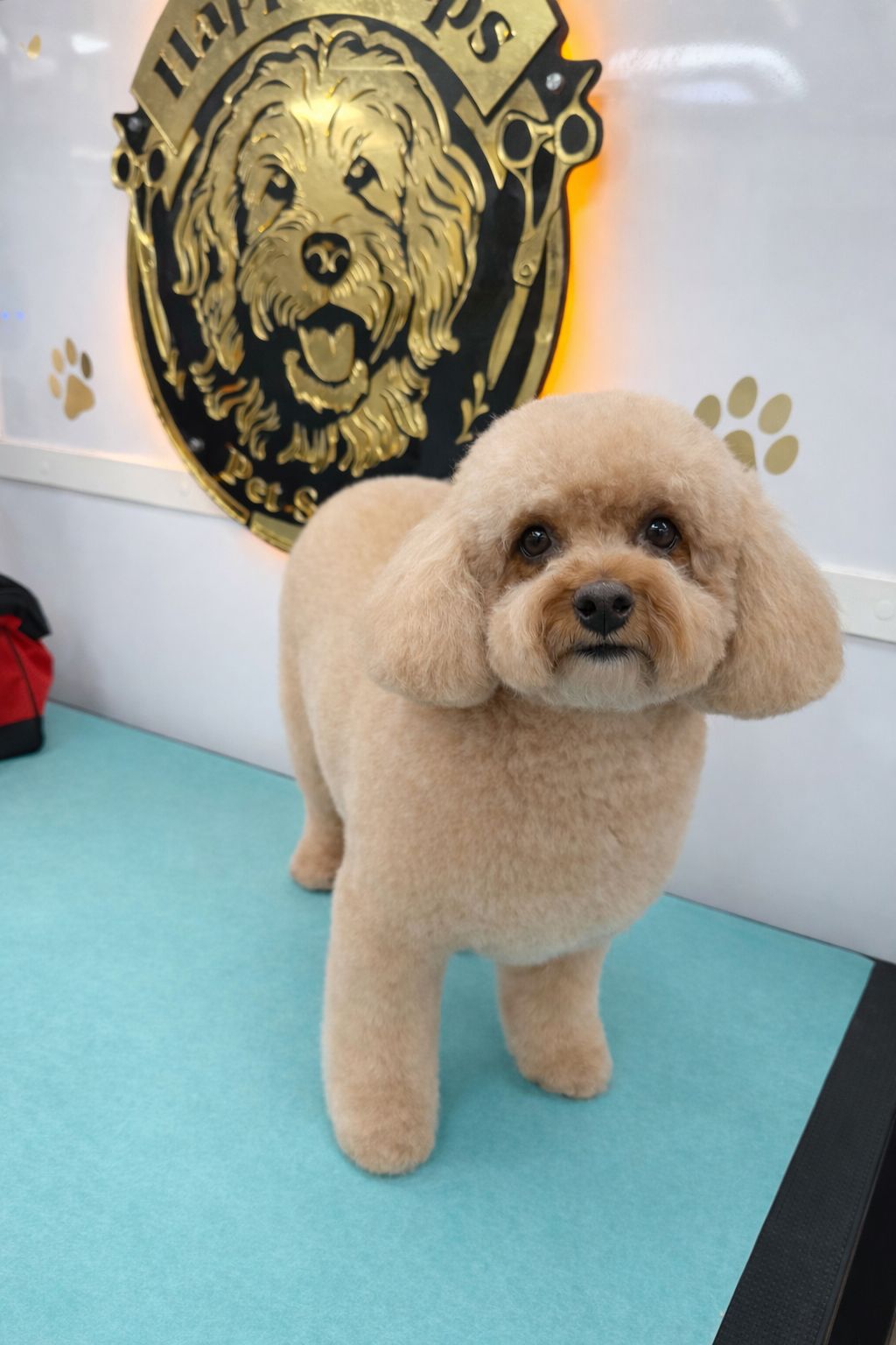 Happy pup after grooming