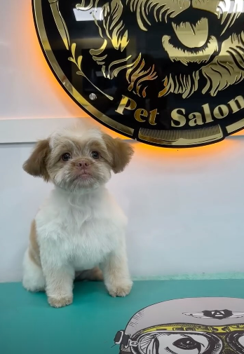 Grooming result — salon work