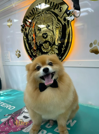 Happy Pups Pet Salon — Professional grooming