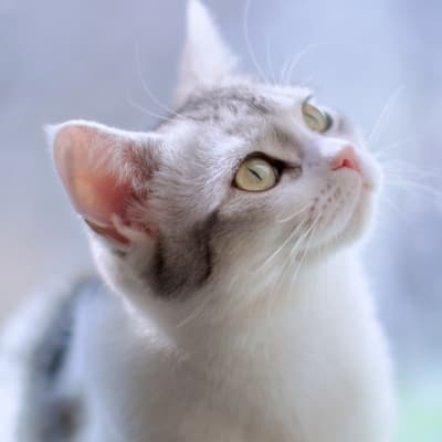 summerhanabi-cat-10110760_1920_dqpz1s