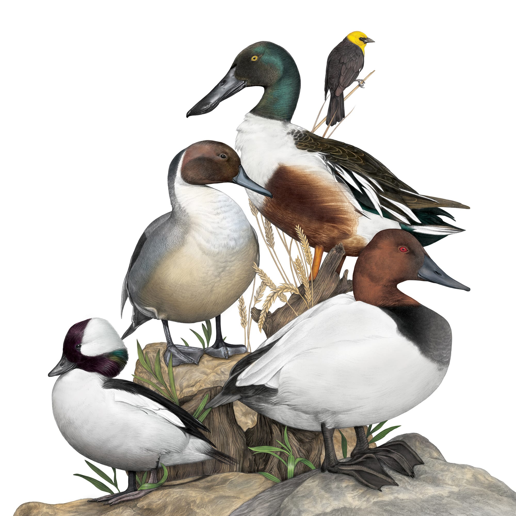 In A Warming Climate, We Need To Radically Rethink How We Conserve Nature