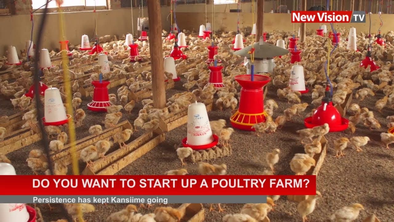 Do you want to start up a poultry farm ?