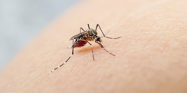 Nyamuk aedes aegypti penyebab Demam berdarah dengue