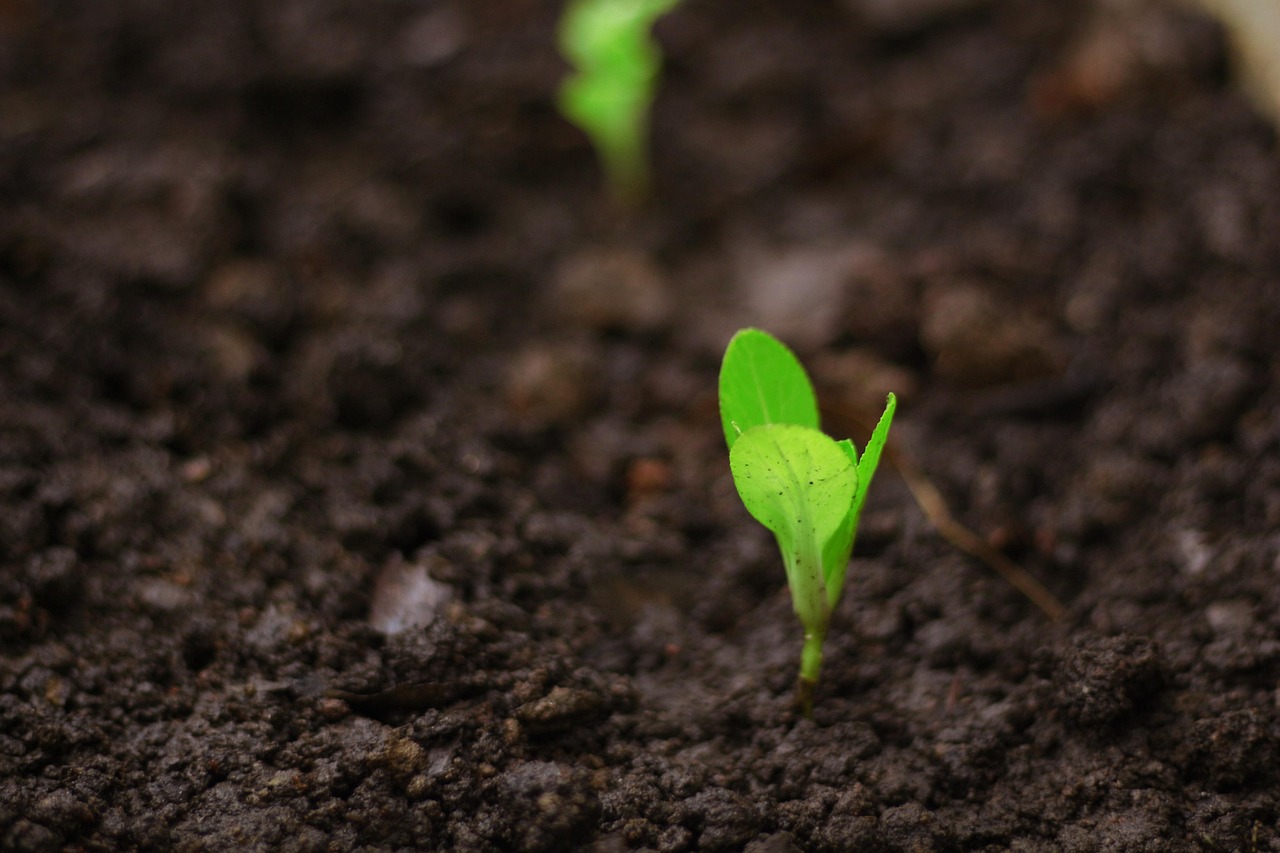 Seedling / sprout symbolizing growth