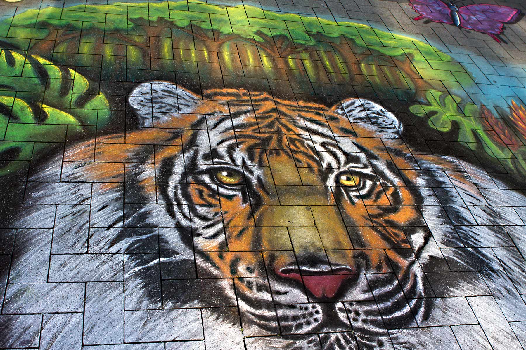 Straßenmalbild mit Kreide auf Pflaster, Tiger als realistische 3D Straßenmalerei