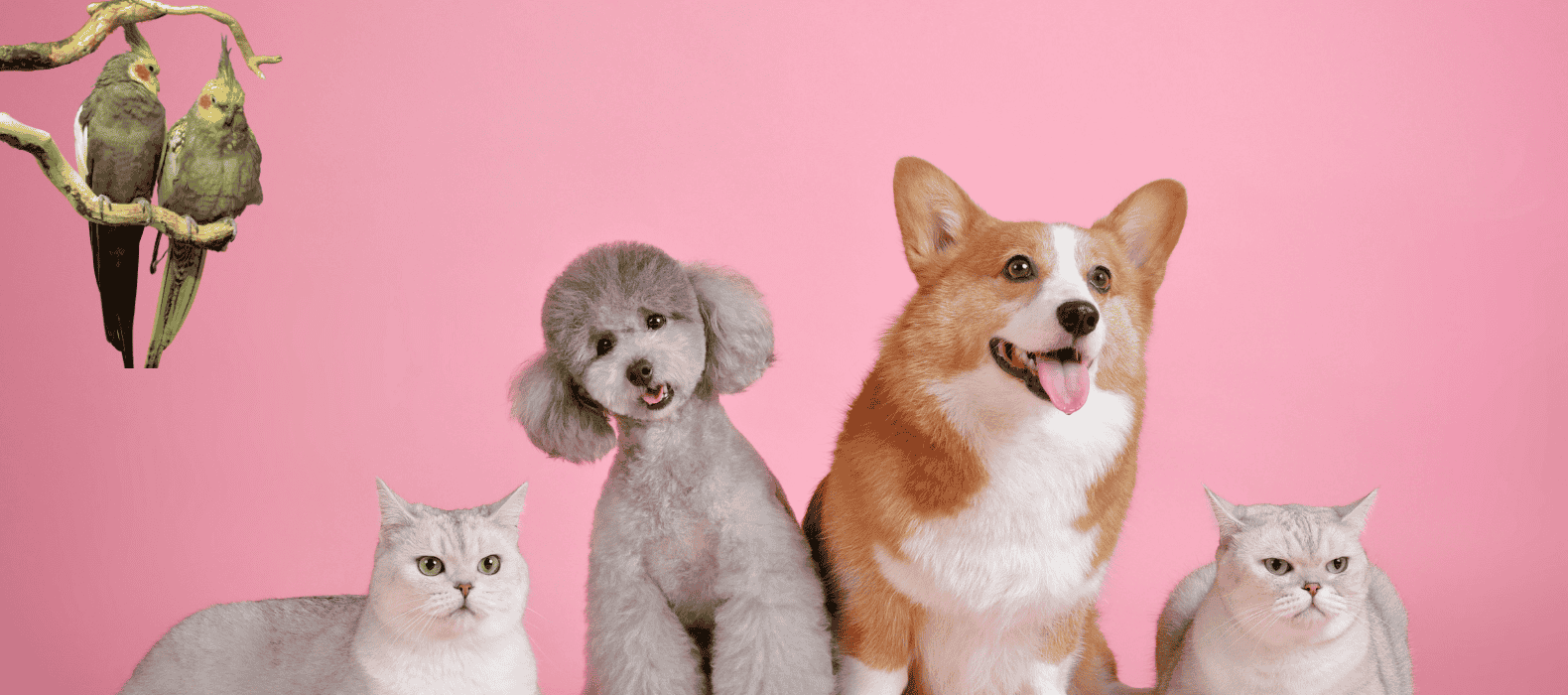 Banner Bodout e Dsecant para pets