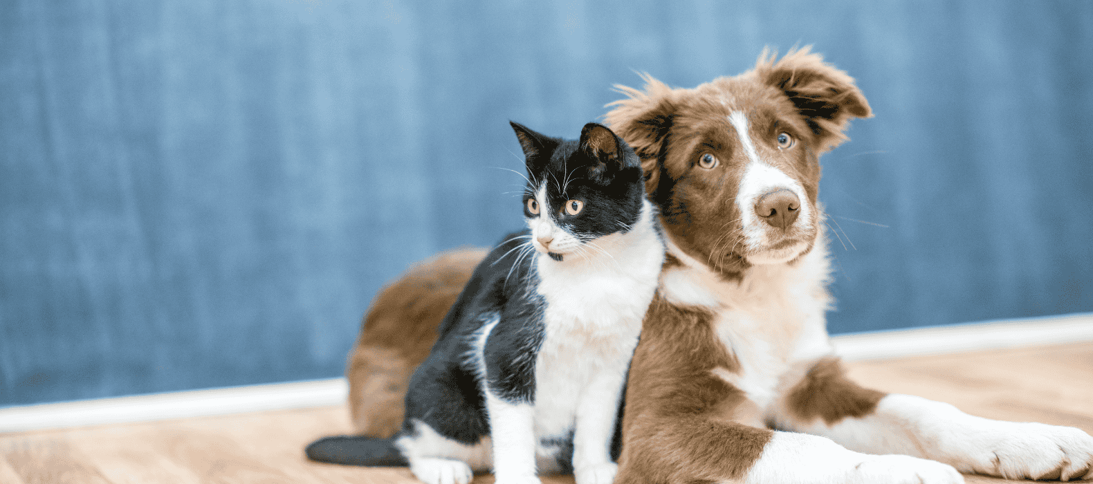 Banner Dsecant para pets grandes, camas e acessórios