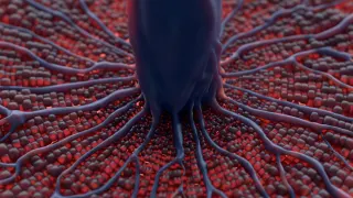 Liver function animation thumbnail