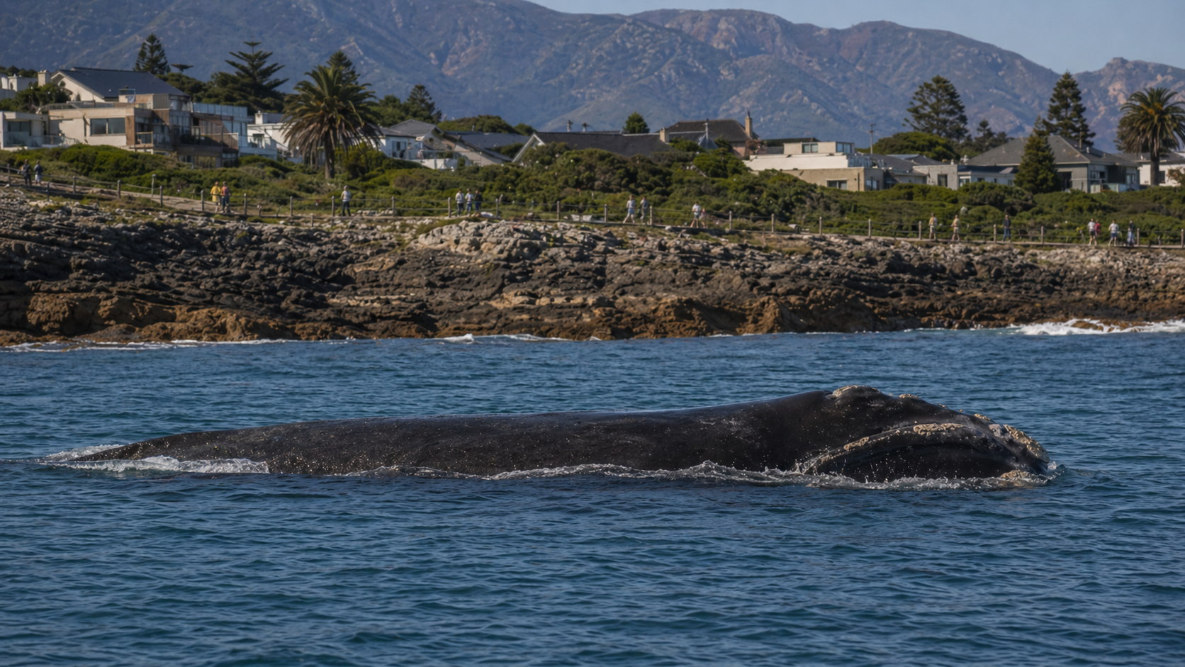 Everything you need to know about Western Cape Whale Season