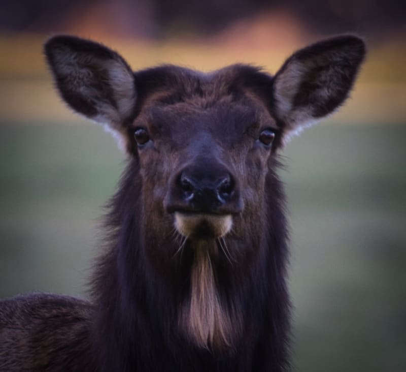 Elk Olympic National Park Washington