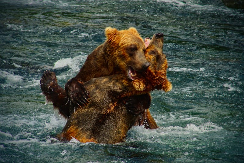 Brown Bear Fighting at Brooks Falls Alaska