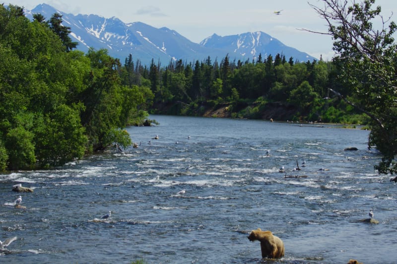 Scenic View From Brooks Falls Alaska
