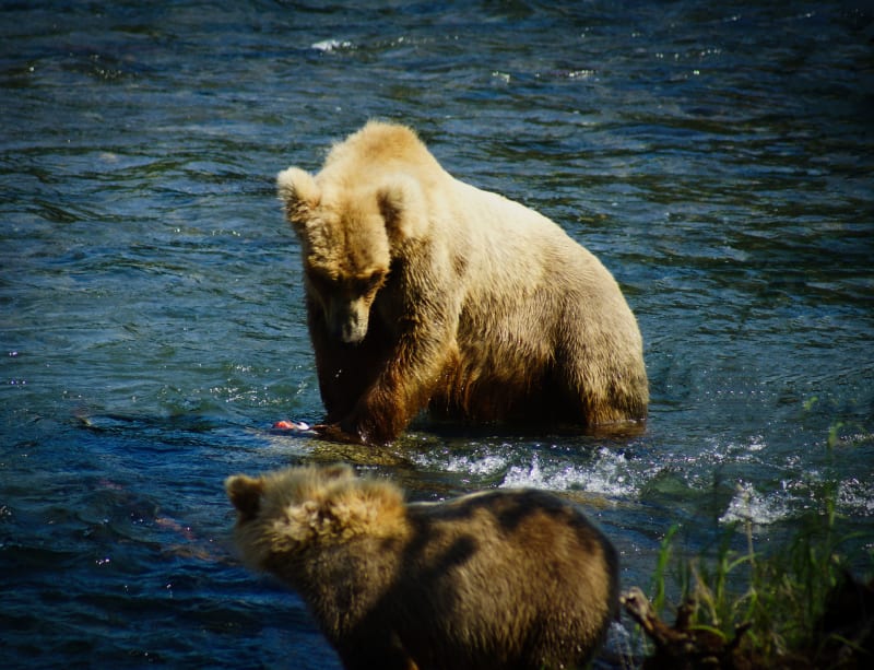 Sow and Cub at Brooks Falls Alaska