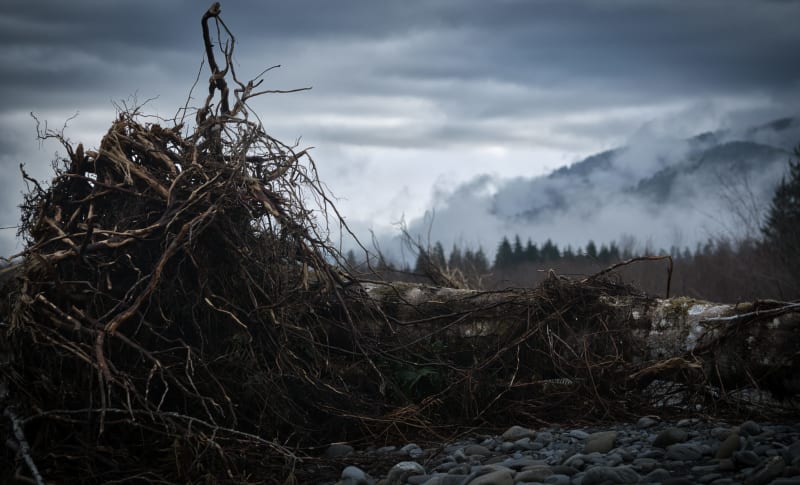 Rootball on Hoh River Bank Washington