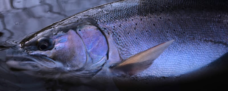 Steelhead Caught in Michigan