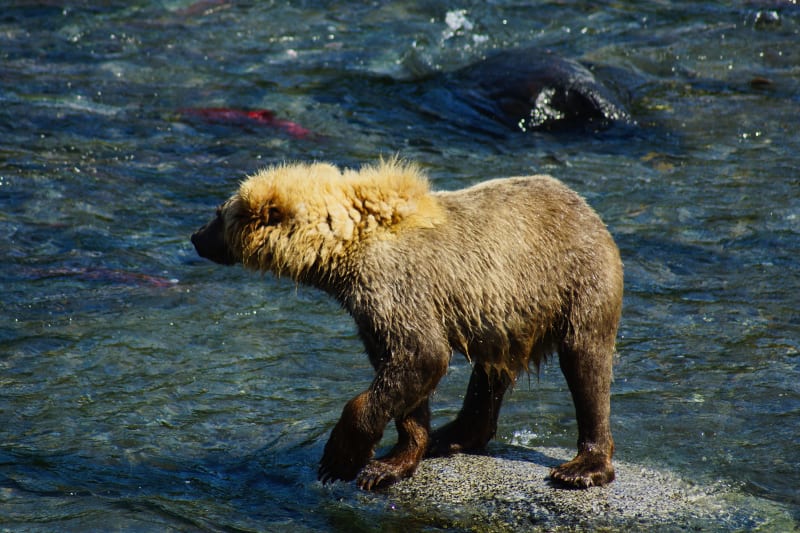 Brown Bear Fishing at Brooks Falls Alaska