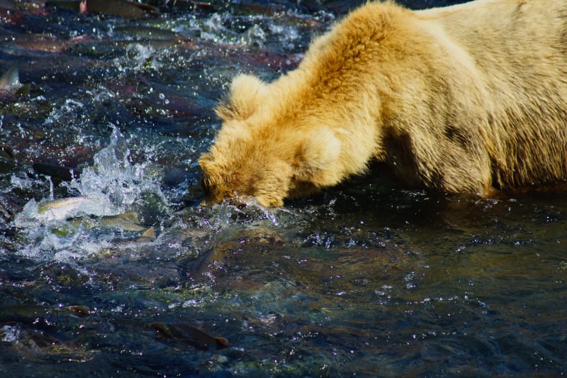 Brown Bear Fishing at Brooks Falls Alaska
