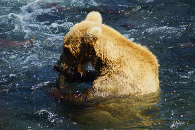 Brown Bear Fishing at Brooks Falls Alaska