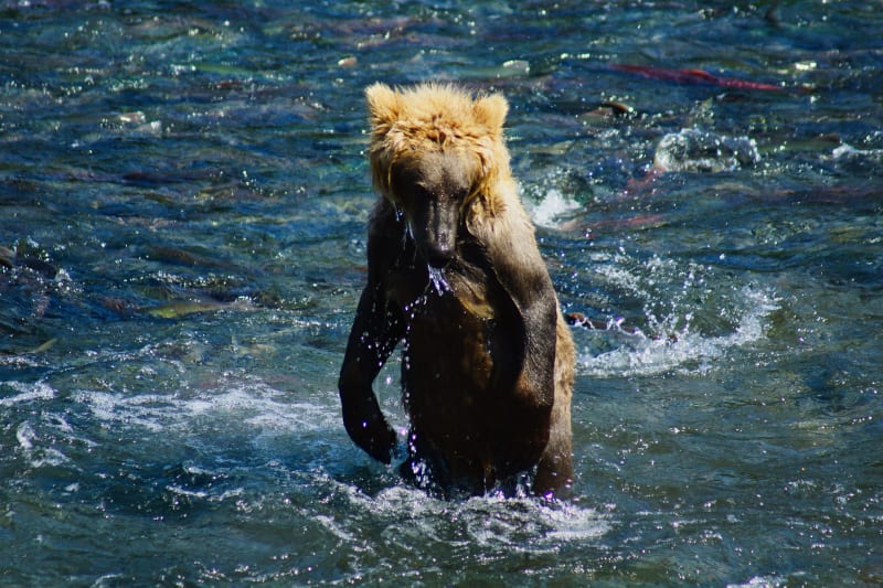 Brown Bear Fishing at Brooks Falls Alaska