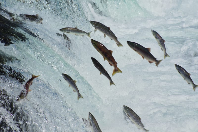 Salmon Jumping at Brooks Falls Alaska