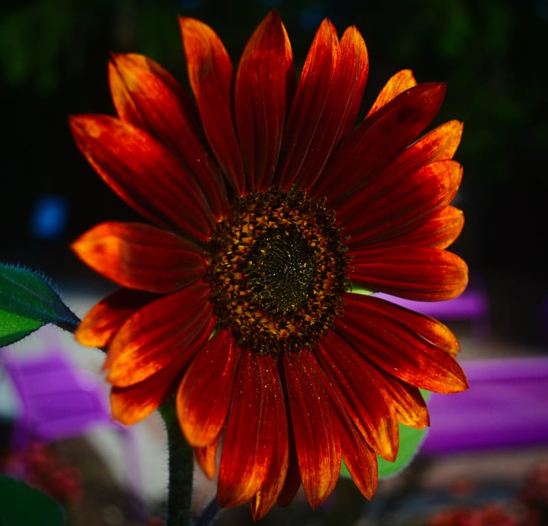Sunflower at Michigan State Univeristy Gardens