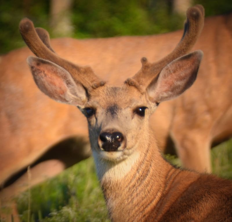 Alberta Canada Mule Deer