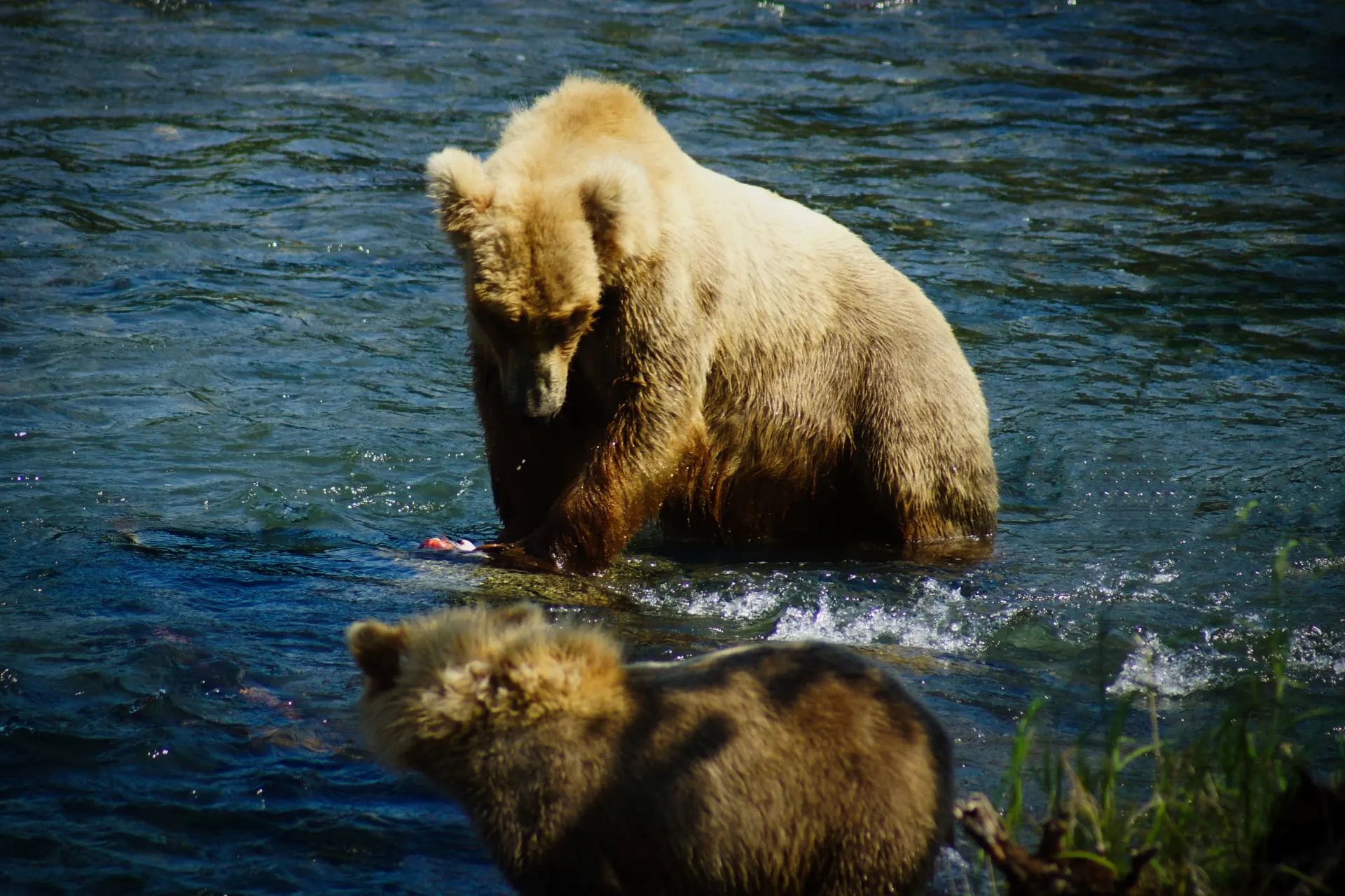 Web Design New York - Wander Web Design