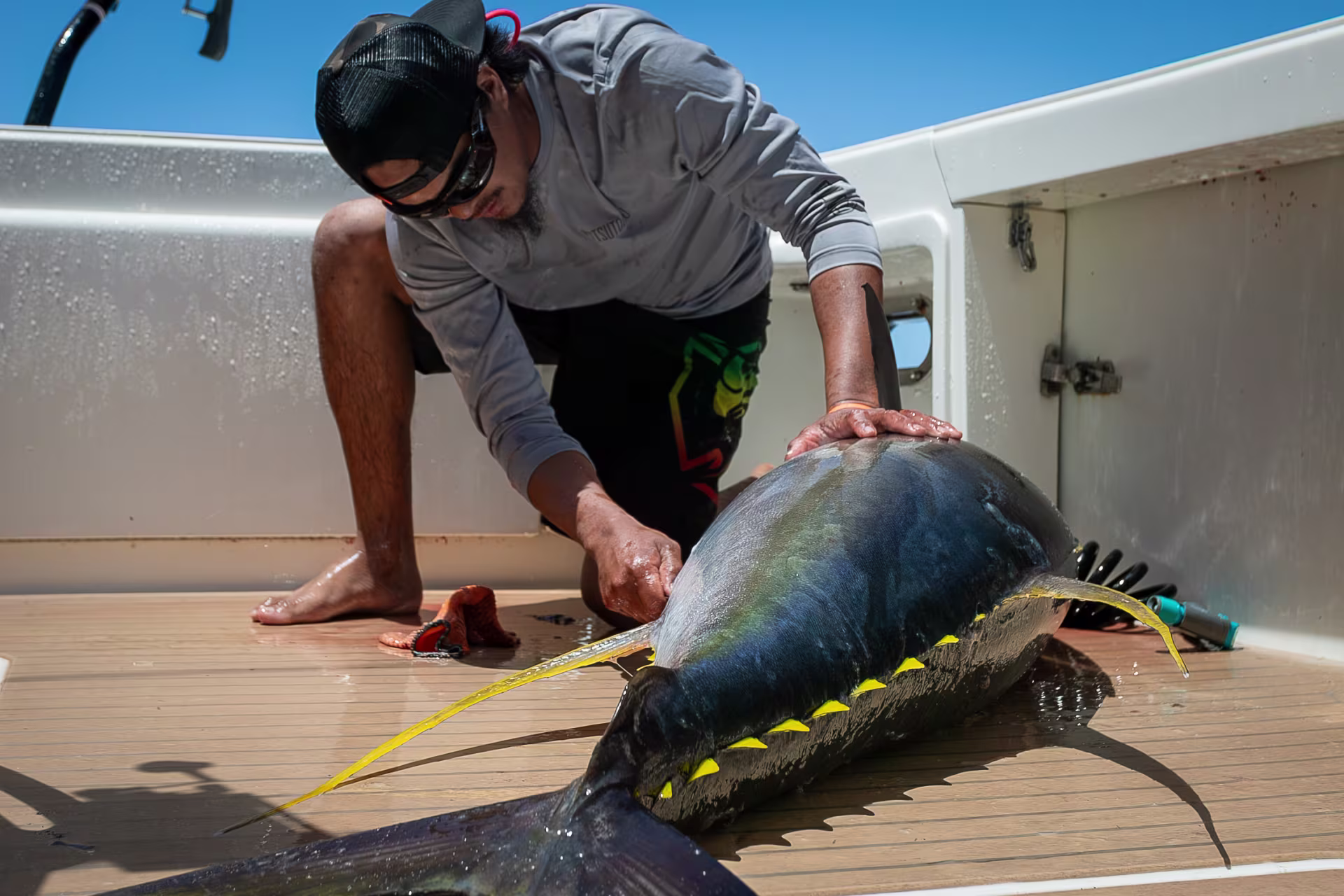 Trophy yellowfin tuna being measured